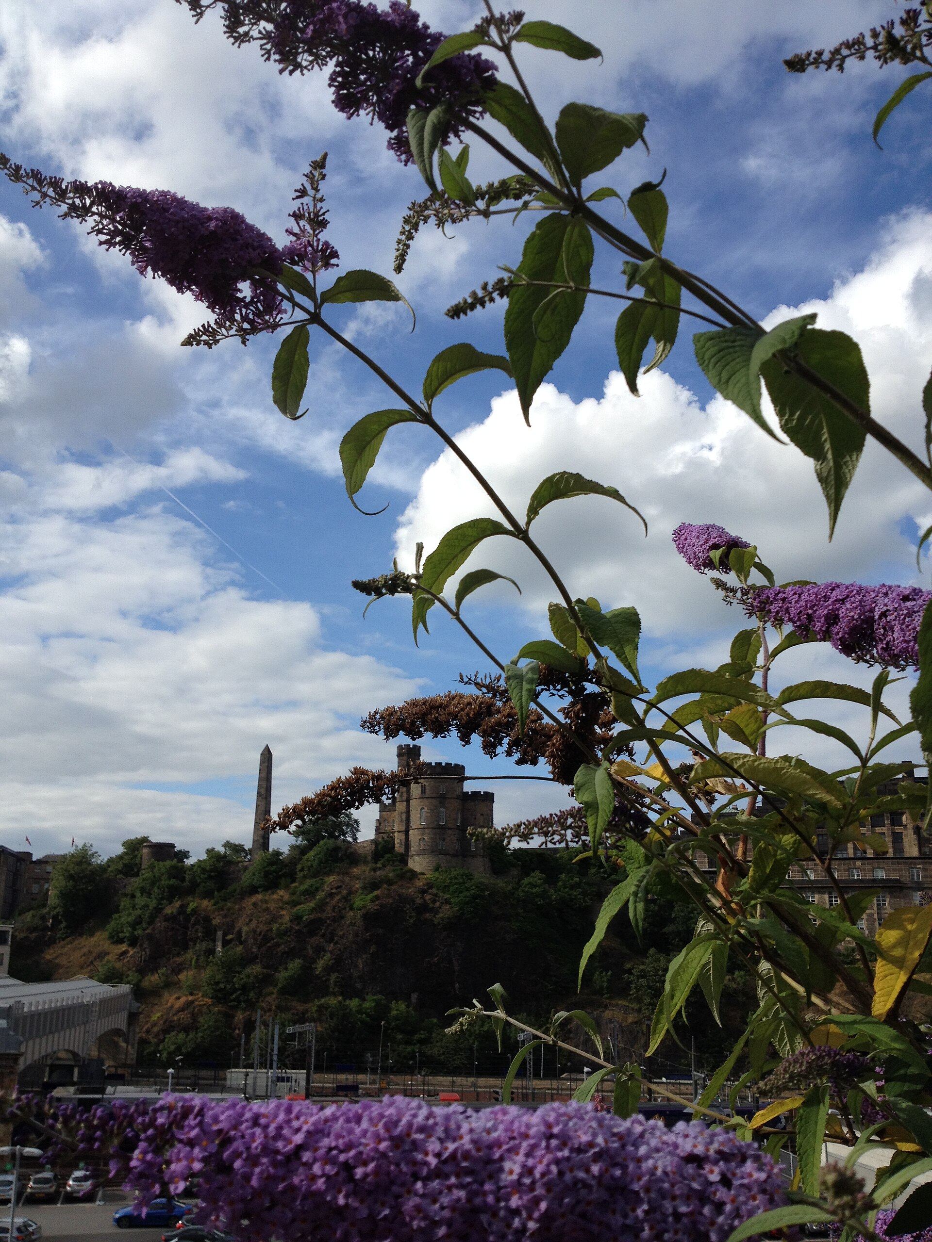 Edinburgh Gin